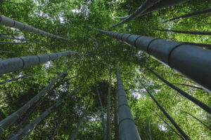 japan kyoto canopy bamboo forest green looking up