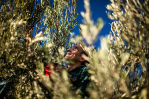 man olive trees smile produce fresh blue sky