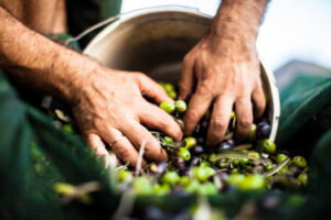 hands grabbing fresh olives bucket harvesting