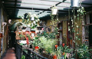 garden plants hanging derelict punk rock vintage room budapest leisure