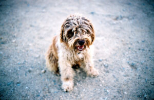 close up dog stray puppy greece islands blur depth of field blue travel